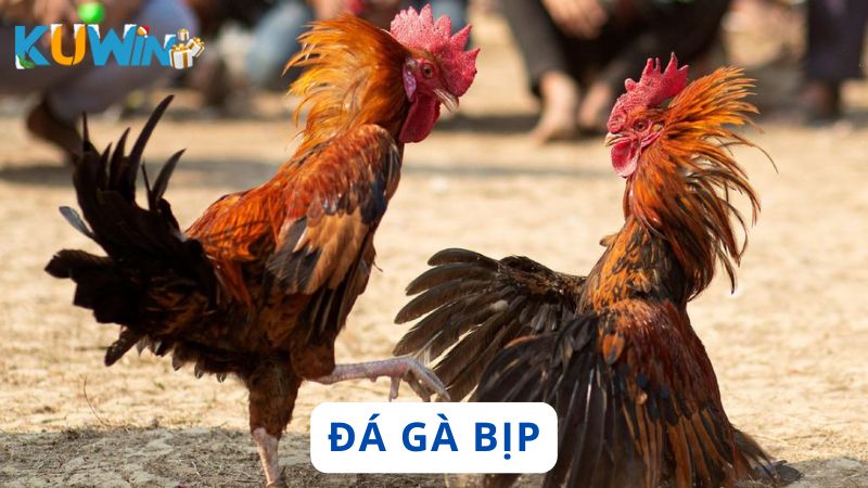 Đá gà bịp